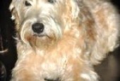Chow Chow Vs Tibetan Mastiff | Pets World
