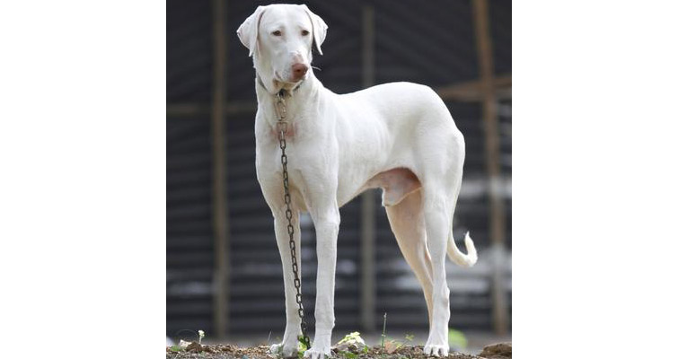 Indian Dog Breed List - Find Name & Appearance with Pictures