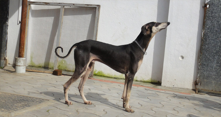 Indian Dog Breed List Find Name & Appearance with Pictures