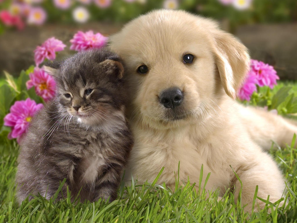Cute Pictures of Puppies and Kittens Together