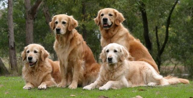 Dog Breeds for First Time Owners Best Temperament Dogs