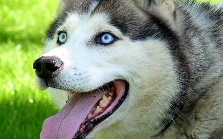 List of Dog Breeds with Blue Eyes - PetsWorld