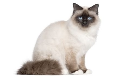 Common Cat Breeds of this World - Top 10 Popular Cat Breed Pictures