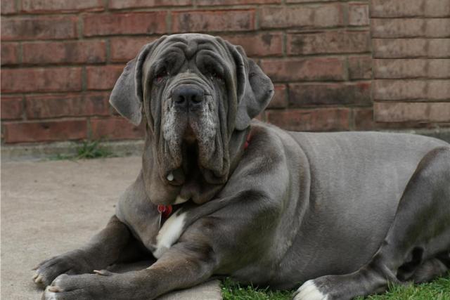 Differences between Cane Corso and Neapolitan Mastiff