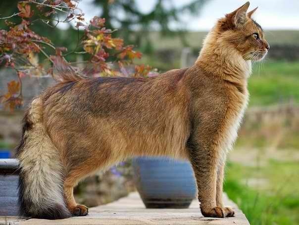 Cat Breeds With Fluffy Tails - Pictures of Bushy Tailed Cats