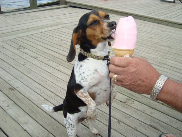 Jack Russell Terrier eating icecream