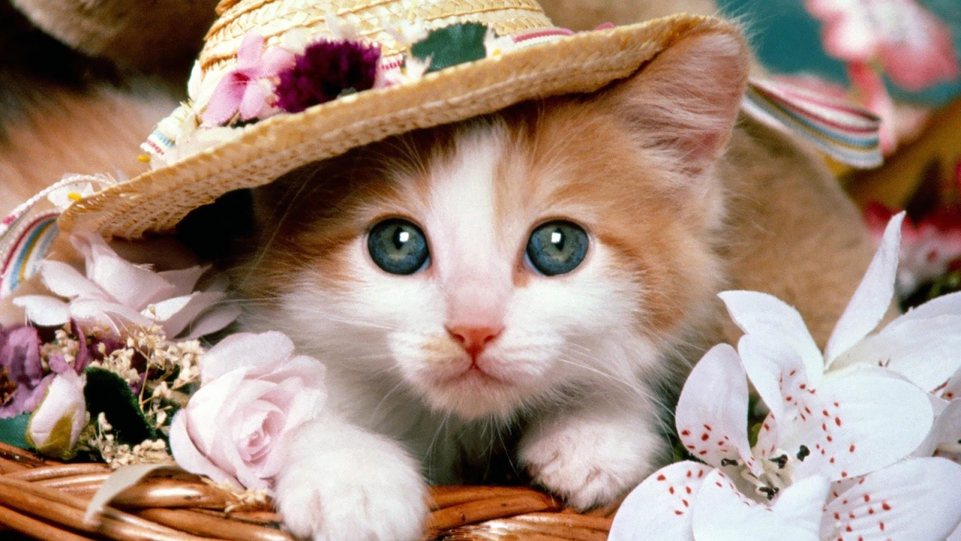 adorable-cat.jpg