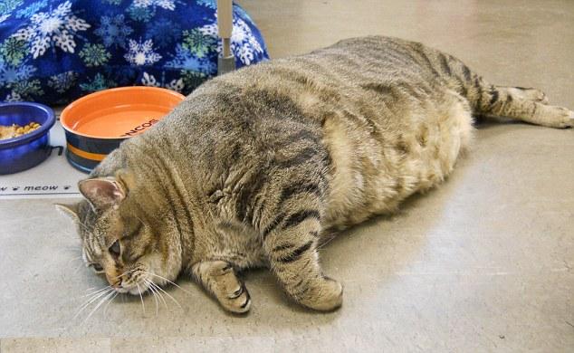 World’s Fattest Cat