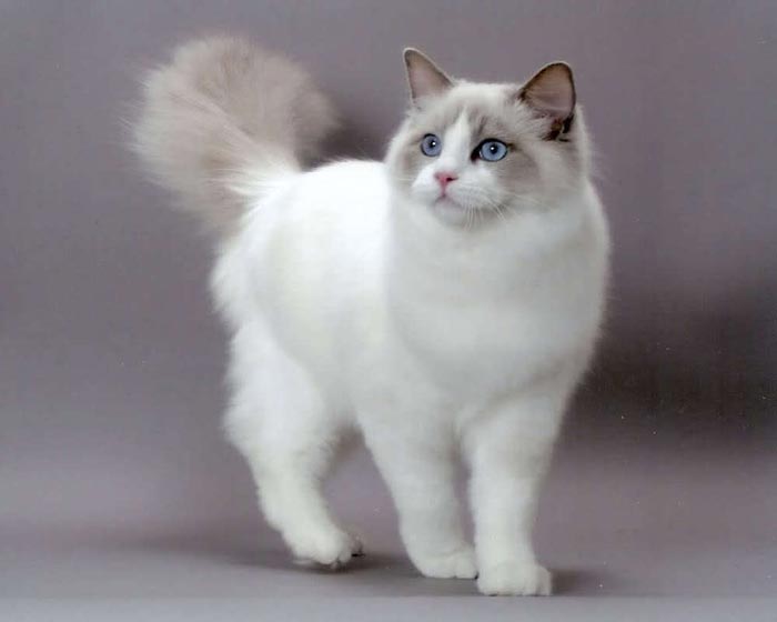 Best Cat Breed For House | Pets World