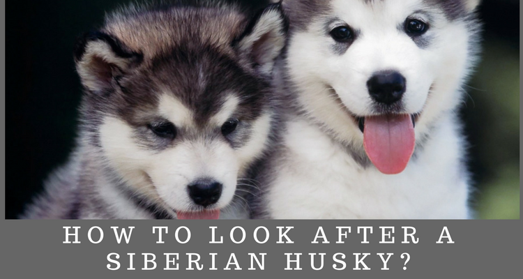 How To Look After a Siberian Husky