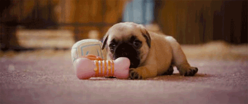 10 Pug GIFs That Will Instantly Melt Your Heart