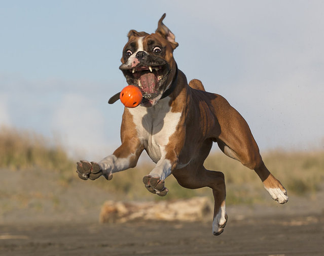 5 Funny Boxer Dog GIF