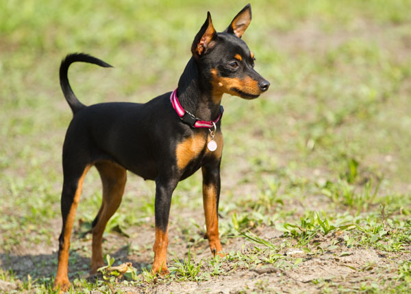10 Dogs That Bark The Most - PetsWorld