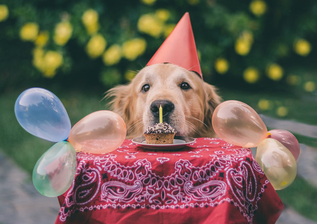 7 Cutest Pictures Of Dogs Birthdays