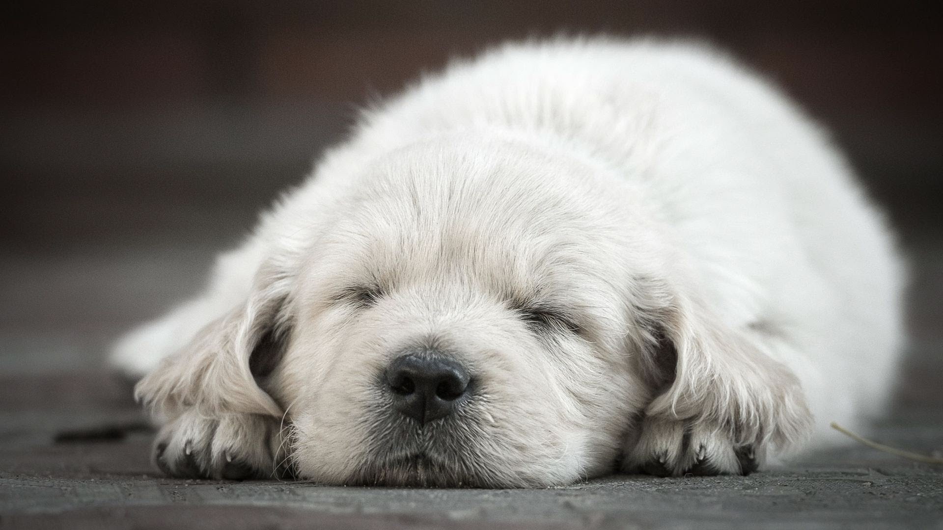 How to Keep Your Puppy from Crying at Night