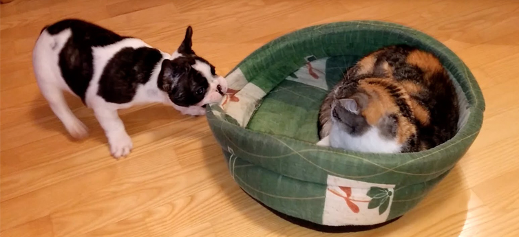 Cute Puppy Tries To Reclaim His Bed From Cat