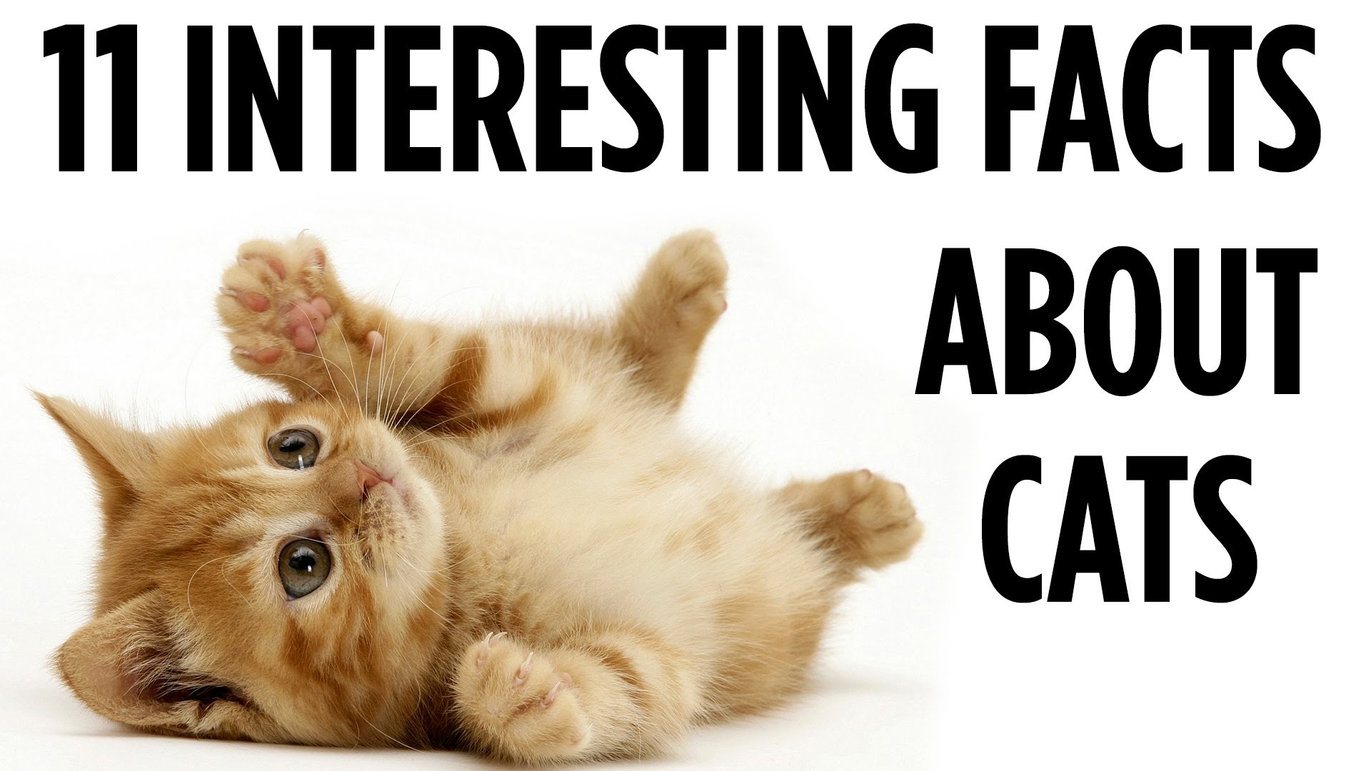 10 interesting facts about cats