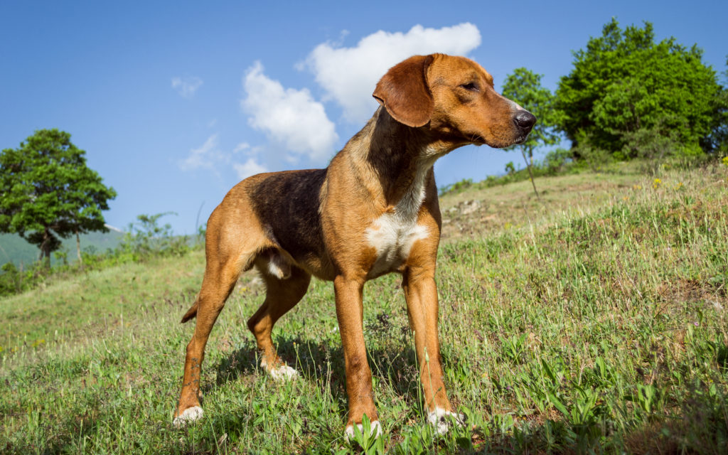 English Foxhound Dog Facts With Pictures