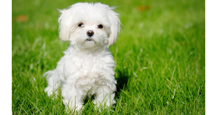 facts about maltese dogs