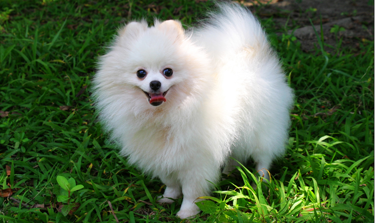 Pomeranian-Puppy