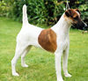 Smooth-Fox-Terrier
