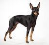 Toy-Manchester-Terrier