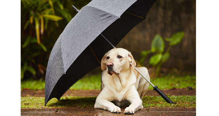 dog-in-rain-with-umbrella