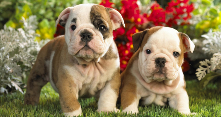 english-bulldog-puppies