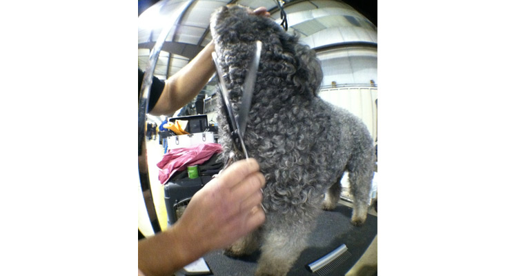 puli dog grooming