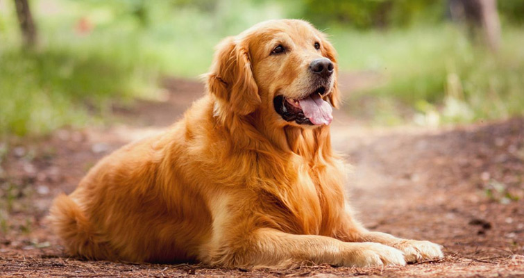 Royal Canin Golden Retriever Puppy Food Feeding Chart