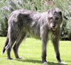 Irish_Wolfhound