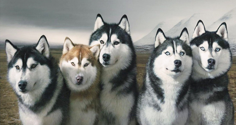 Siberian-Husky-Dogs-HD-Wallpaper