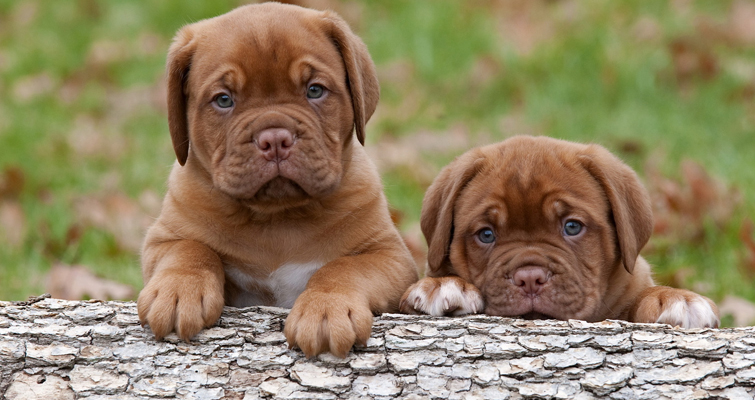 cute-mastiff-puppies