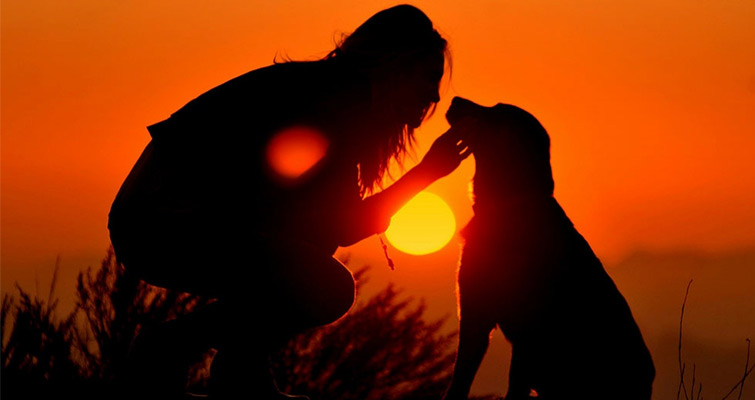 dog-sunset