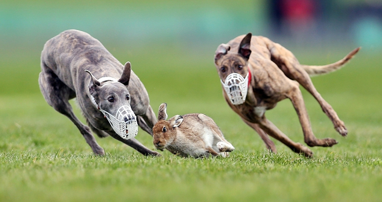 hare-greyhound