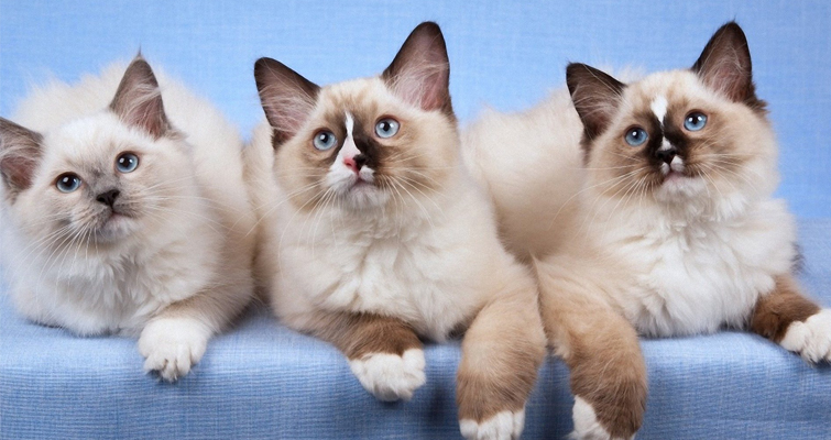 three-ragdoll-cats