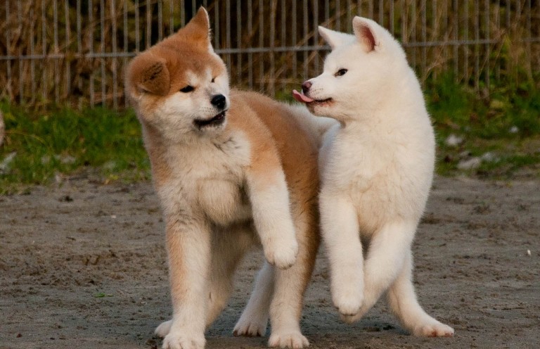 Akita-Inu-Puppies