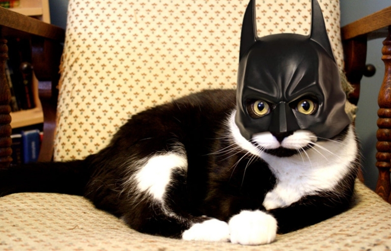 Batman-Cats-Funny