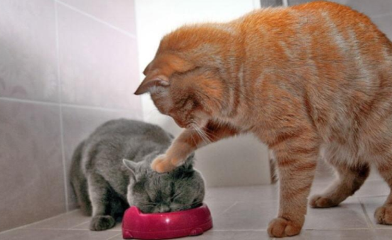 Cat_forcing_other_cat_to_eat