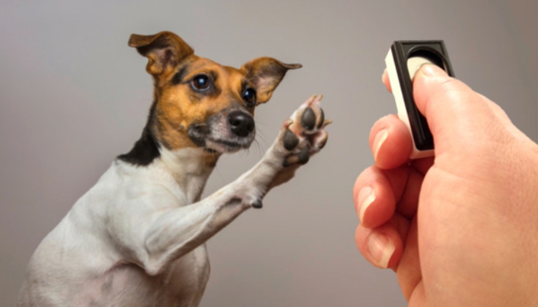 Clicker Training for your dog
