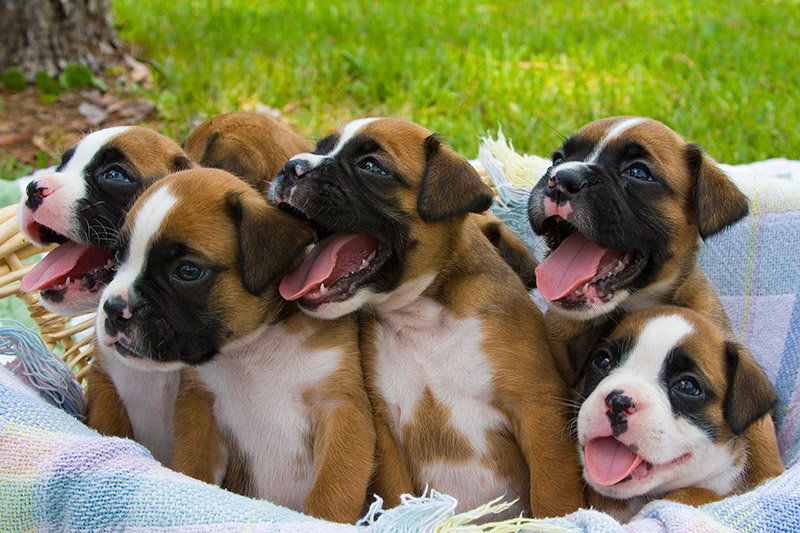 Buy/Sell/Adopt Boxer Dogs All Over India