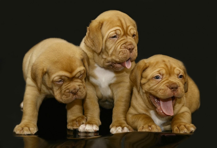 bull-mastiff-puppies
