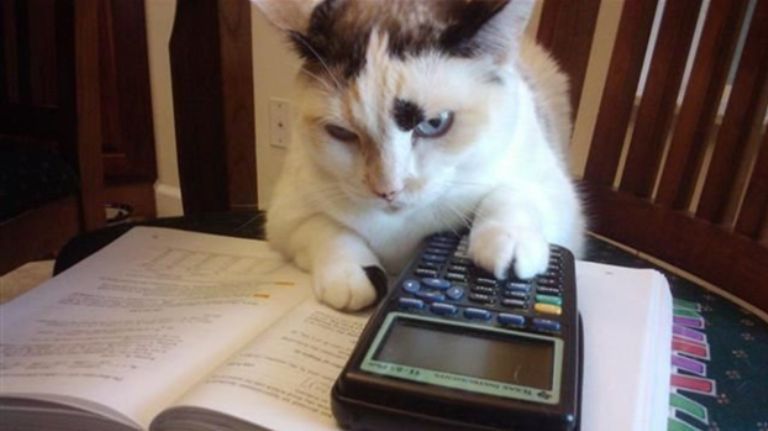cat with calculator