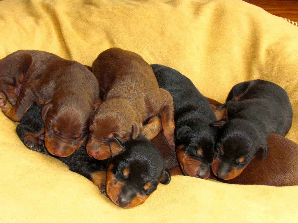 dogs-dogs-puppies-of-doberman-pinscher-imag-pics