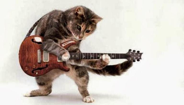 funny-cats-playing-guitar