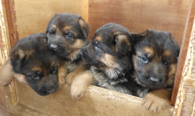 Buy/Adopt German Shepherd (Alsatian) Dogs on SALE - See Prices in India