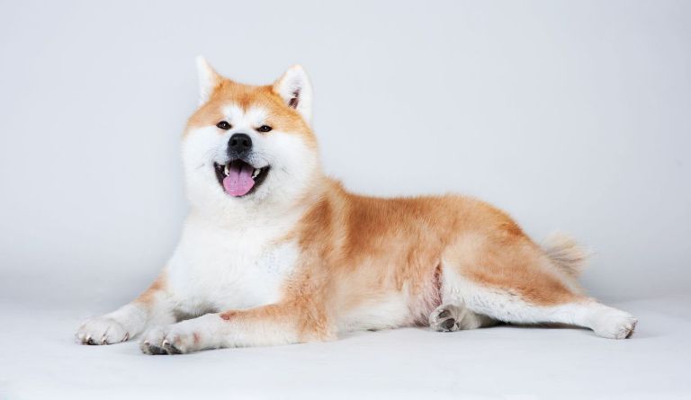 японская собака акита-ину