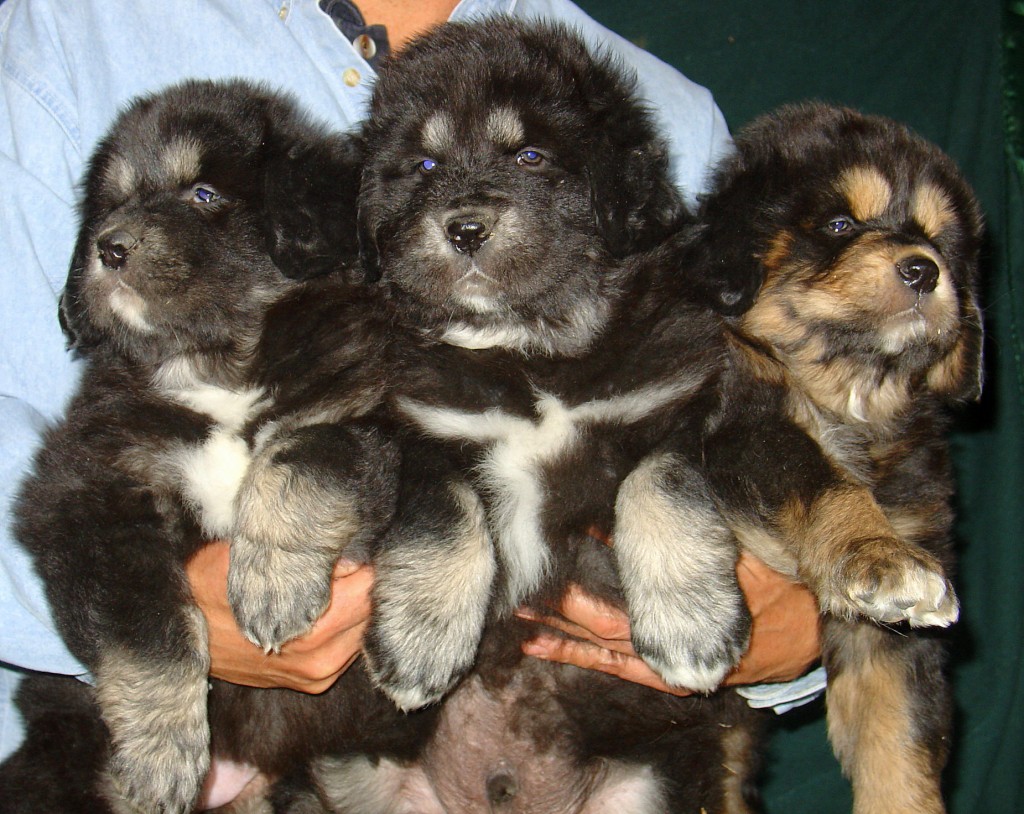 mastiff pups