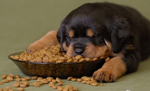 what should a rottweiler puppy eat? 2