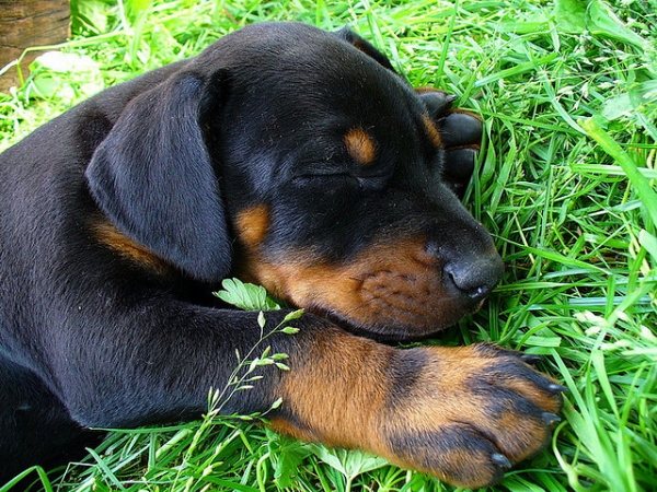 How Much You Need To Feed To Doberman Puppy. - PetsWorld